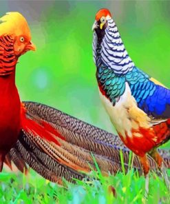 Golden Pheasant Bird Paint By Numbers
