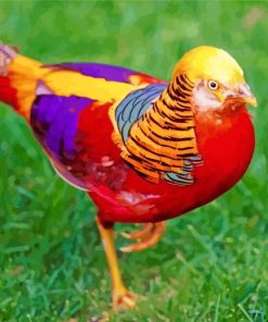 Golden Pheasant Bird Paint By Numbers