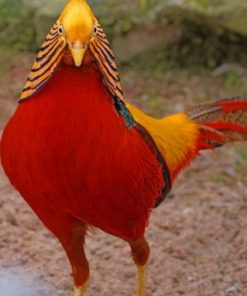 Golden Pheasant Bird Paint By Numbers