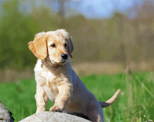 Golden-puppy-on-rock-paint-by-numbers