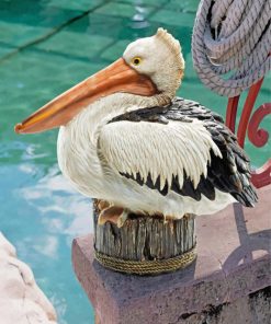 Great White Pelican Bird Paint By Numbers