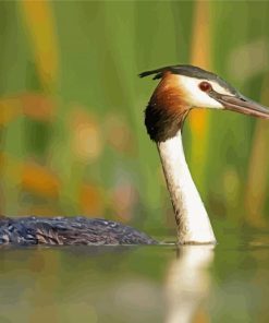Great Crested Grebe Bird Paint By Numbers