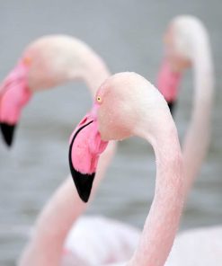 Flamingo Birds Paint By Numbers