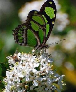 Monarch Green Butterfly Paint By Numbers