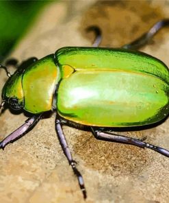 Green Scarab Insect Paint By Numbers