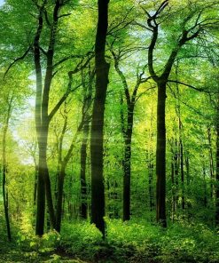 Green Forest Scenery Paint By Numbers