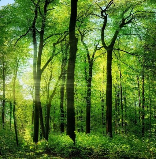 Green-Summer-Trees-DIY-Landscape-Paint-By-Numbers-PBN-12225