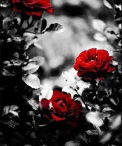 Red Roses on Grey Paint By Numbers