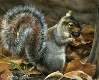 Grey Squirrel Animal Paint By Numbers