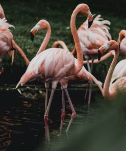 Flamingo Painting Paradise Paint By Numbers