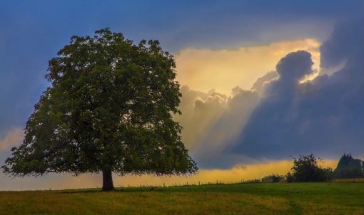 Grove-Tree-DIY-Landscape-Paint-By-Numbers-PBN-24698
