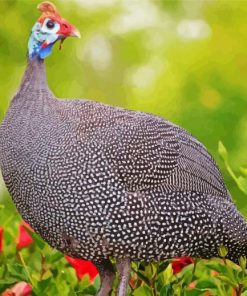 Guinea Fowl Wildlife Paint By Numbers