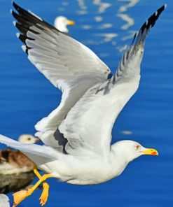 Seagull Birds Soaring Paint By Numbers