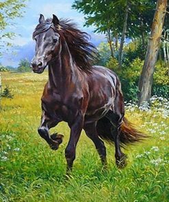 Brown Arabian Horse Paint By Numbers