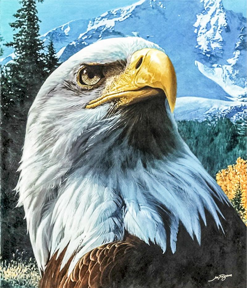 Eagle Paint By Numbers final artwork