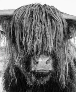 Highland Cow Calf Paint By Numbers