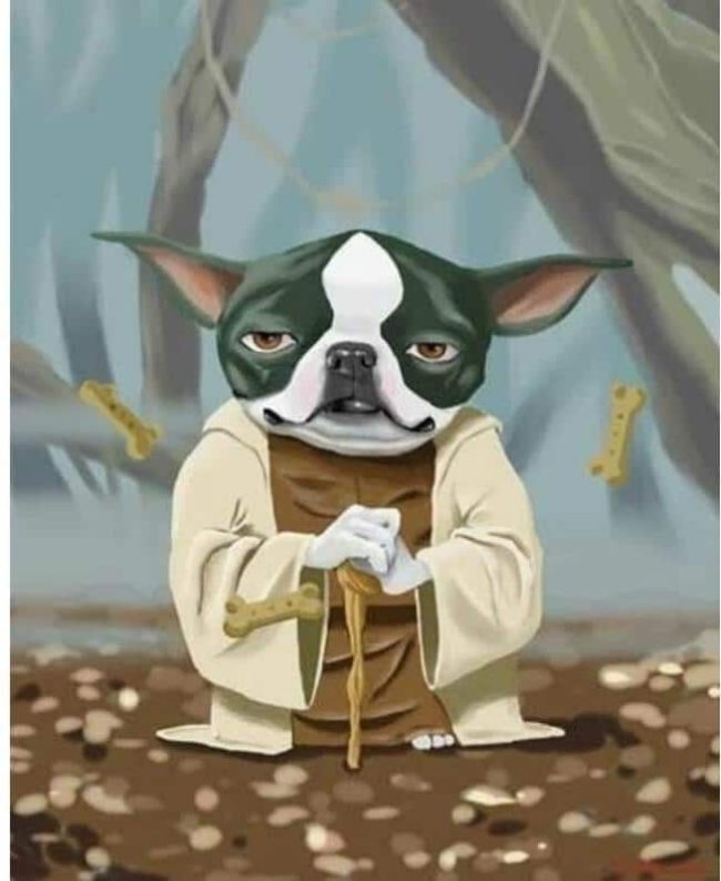 Boston Terrier Dog Paint By Numbers