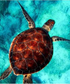 Turtle Sea Life Paint By Numbers