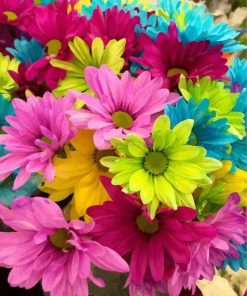 Colorful Daisy Blooms Paint By Numbers