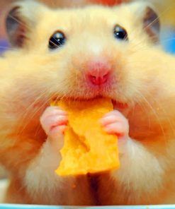 Cheerful Hamster Snack Paint By Numbers