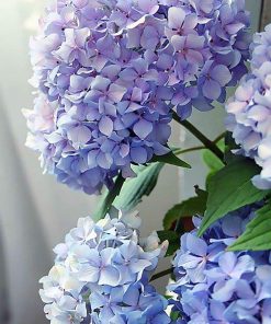 Hydrangea Blossom Paint By Numbers