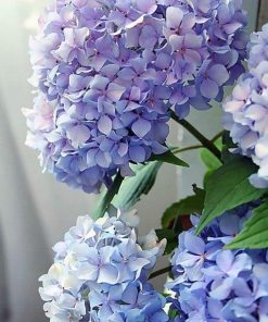 Hydrangea Floral Art Paint By Numbers