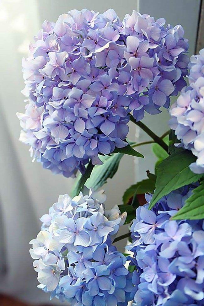 Hydrangea Blossom Paint By Numbers