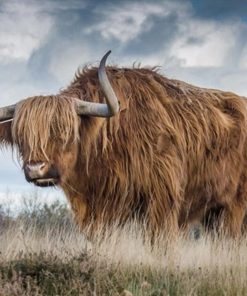 Highland Cow Visuals Paint By Numbers