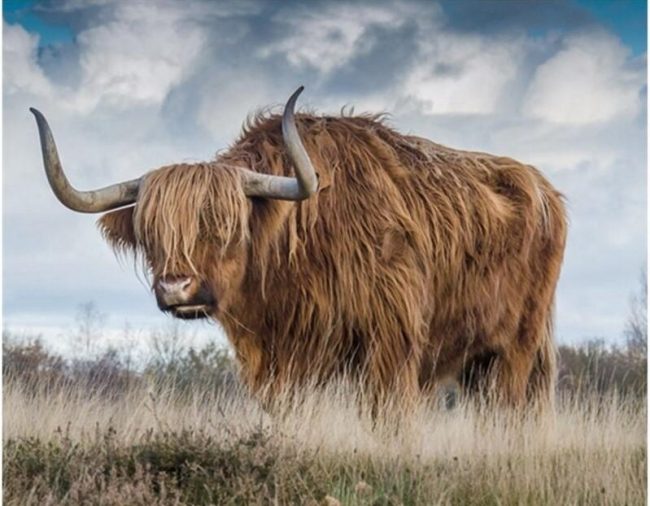 Highland Cow Visuals Paint By Numbers