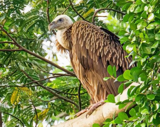 Himalayan-vulture-bird-on-tree-paint-by-numbers