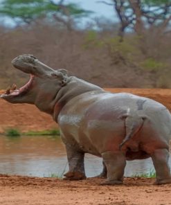 Wild Hippo Paint By Numbers