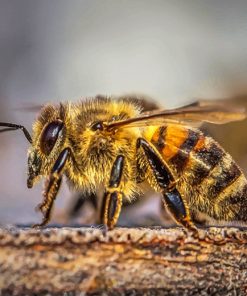 Honey Bee Insect Paint By Numbers