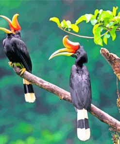 Great Hornbill Wildlife Paint By Numbers