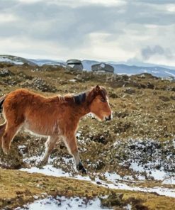 Winter Horse Foal Painting Paint By Numbers