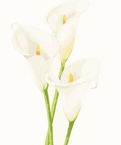 White Calla Lily Floral Paint By Numbers