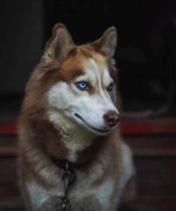 Brown Husky Puppy Paint By Numbers