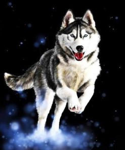 Husky Dog Lovable Paint By Numbers
