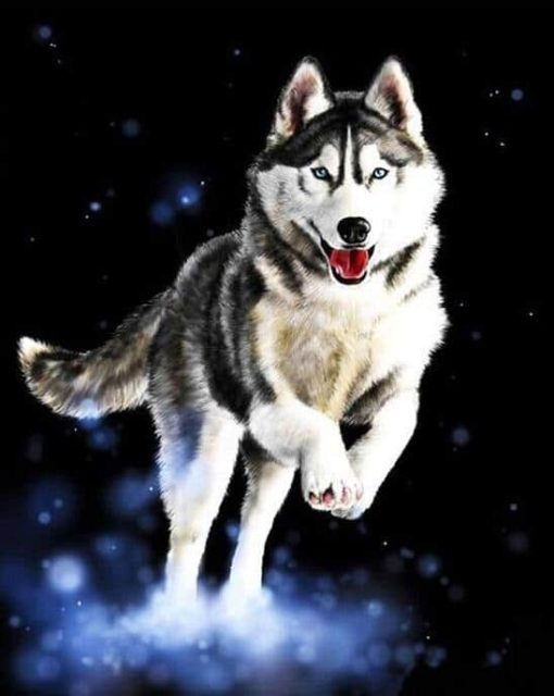 Husky-paint-by-numbers