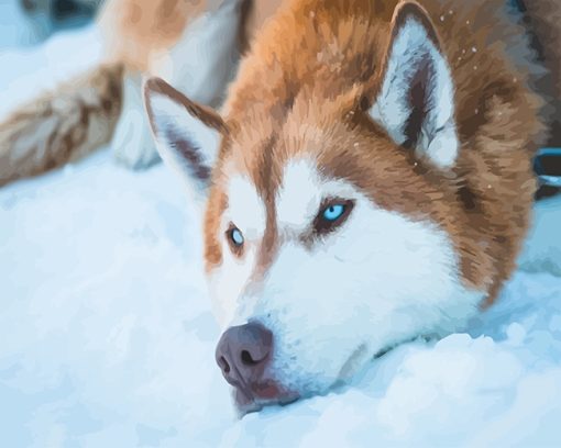 Husky-snow-adult-paint-by-numbers