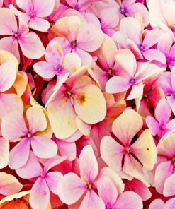 Hydrangea Pink Blooms Paint By Numbers
