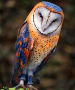 Insomniac Owl Illustrated Paint By Numbers