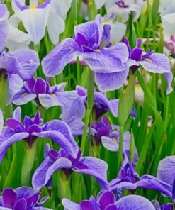 Iris Beauty in Bloom Paint By Numbers