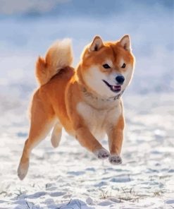 Japanese Shiba Inu in Snow Paint By Numbers