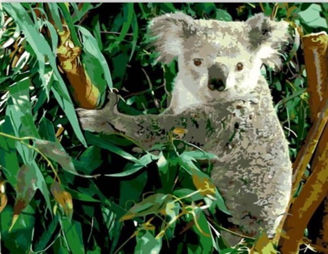 Koala Australia Paint By Numbers