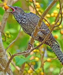 Colorful Asian Koel Paint By Numbers
