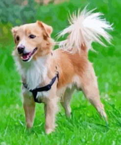 Kokoni Dog Paint By Numbers Kit