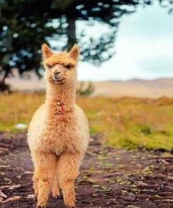 Adorable Lama Baby Paint By Numbers