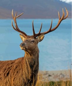 Scottish Beach Stag Paint By Numbers