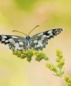 Large Tree Nymph Butterfly Paint By Numbers