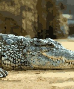 Alligator Crocodile Paint By Numbers